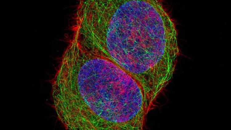 清远共聚焦显微镜