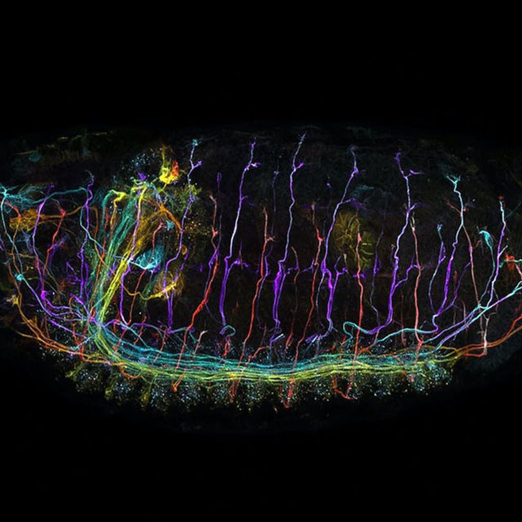 清远共聚焦显微镜