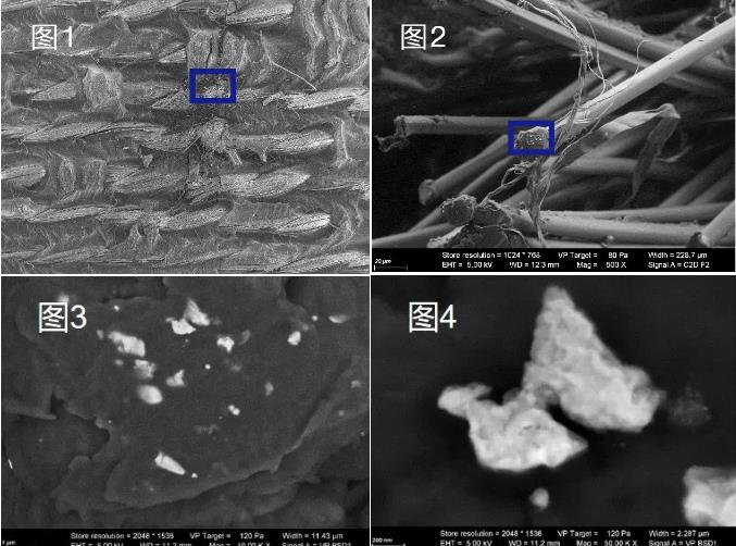清远蔡司清远扫描电镜